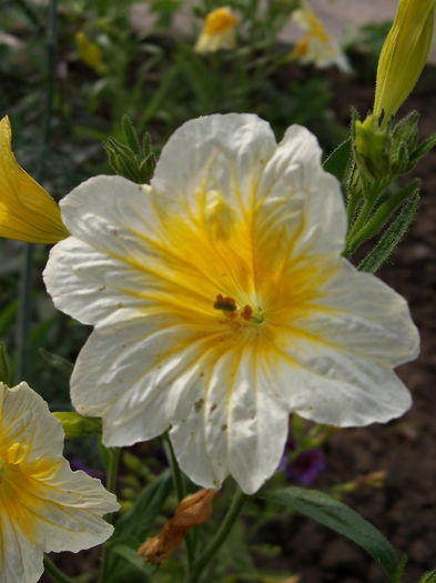 2237269210105256805JdIGAo_fs - Salpiglossis sinuata 2010