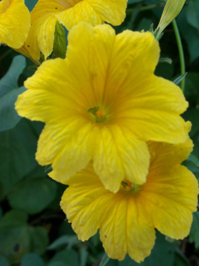 2292827490105256805EZtUZJ_fs - Salpiglossis sinuata 2010