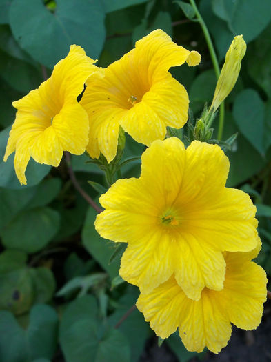 2354349260105256805rsfceW_fs - Salpiglossis sinuata 2010