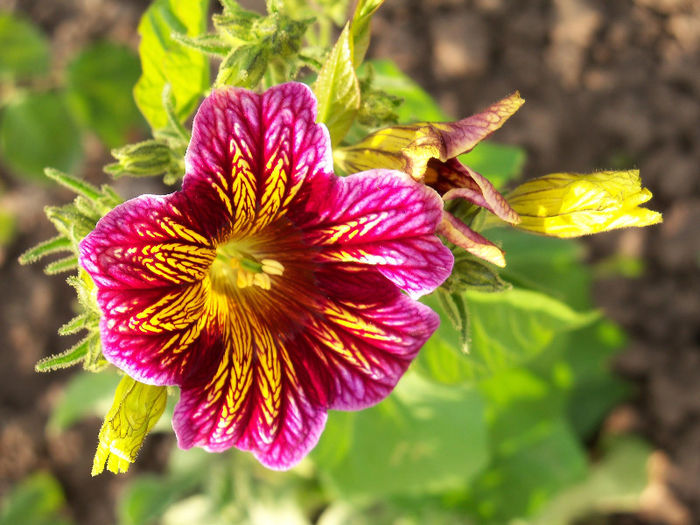 2436631440105256805AiWzjw_fs - Salpiglossis sinuata 2010