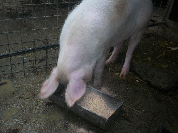 1 an 150 kg - PORCI DE CARNE RASA MARELE ALB