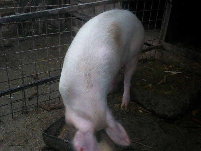 1 an 150 kg - PORCI DE CARNE RASA MARELE ALB