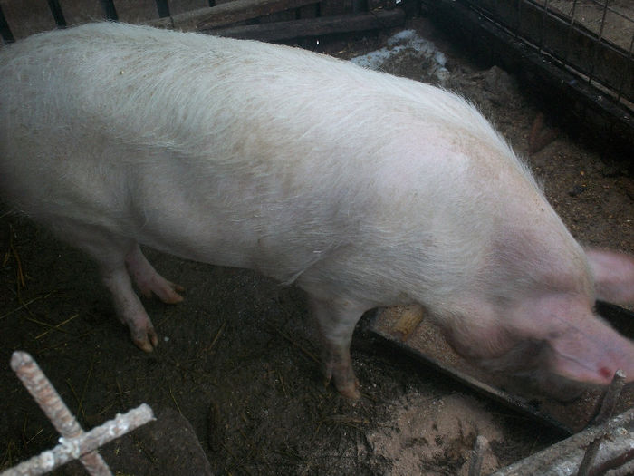 1 an 150 kg - PORCI DE CARNE RASA MARELE ALB