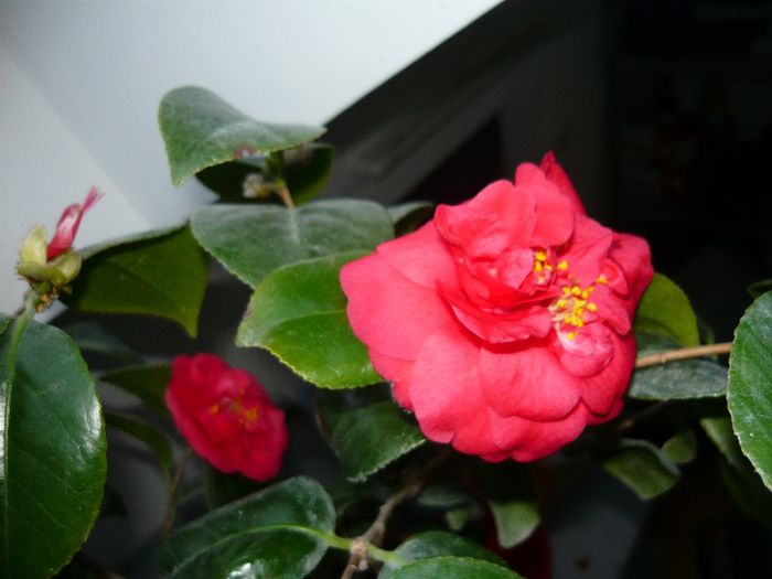 harnicuta mea vrea sa-si deschida toti boboceii!