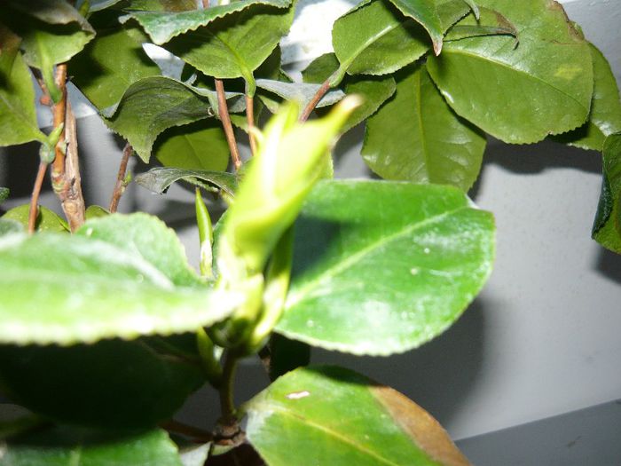 asta mai lenesa vrea doar frunze...