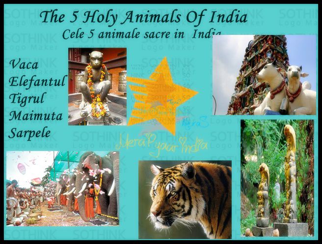 Animale Sacre - Animale sacre-Simbolurile Indiei