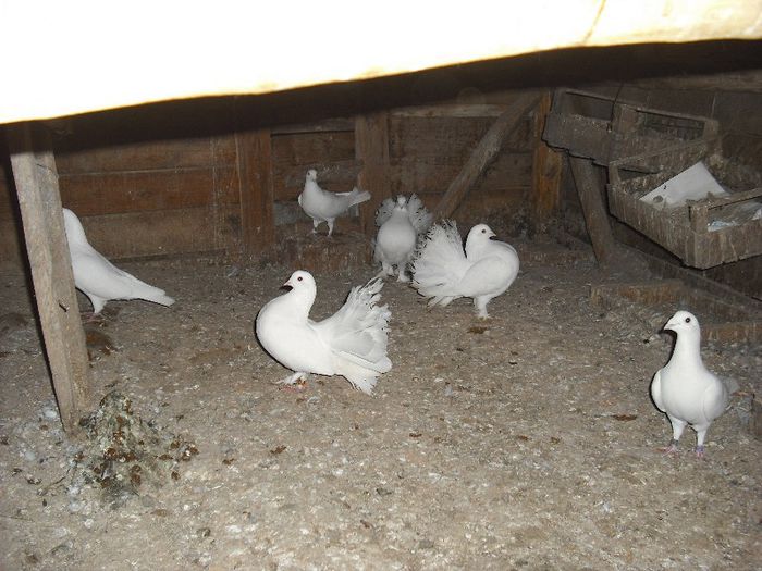 DSCF3325; poza de ansamblu februarie 2013
