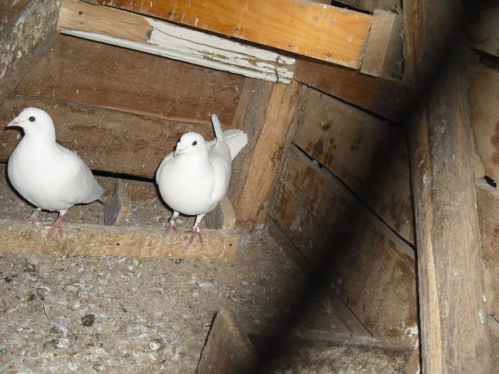 DSCF3328; pereche ungur de 2003 si femela din ungur de 2007 pereche cu femela de 2009 ambi vinduti in 2012
