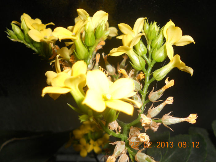 DSCN2671 - Kalanchoe 2012-2014