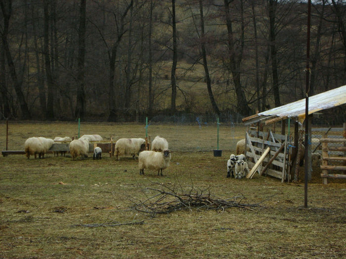 DSC00393 - De prin natura adunate