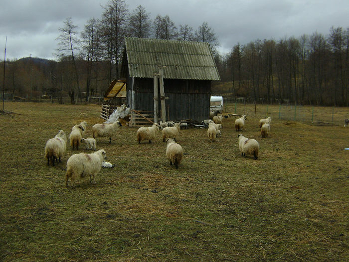 DSC00410 - De prin natura adunate