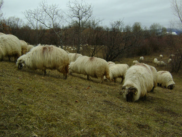 DSC00450 - De prin natura adunate