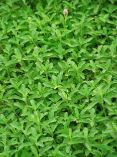 stevia4