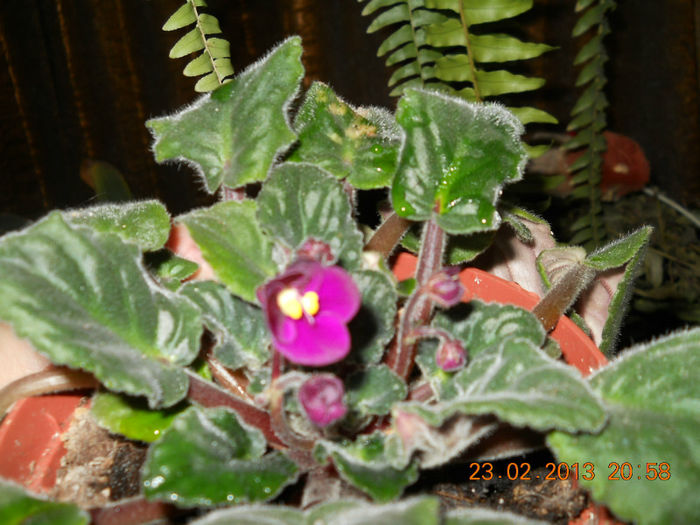 017 - FEBRUARIE 2013