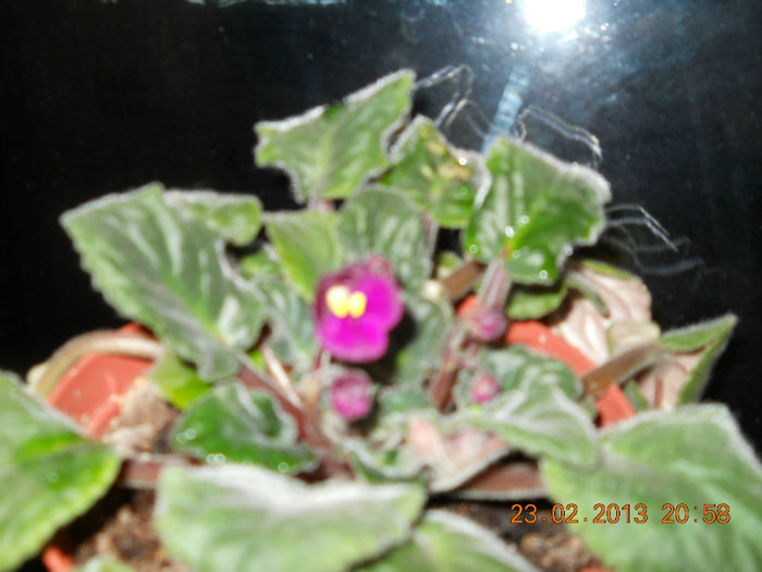 019 - FEBRUARIE 2013