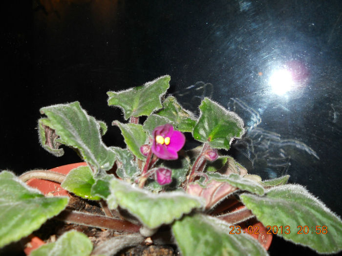 020 - FEBRUARIE 2013