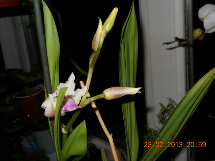 023 - FEBRUARIE 2013