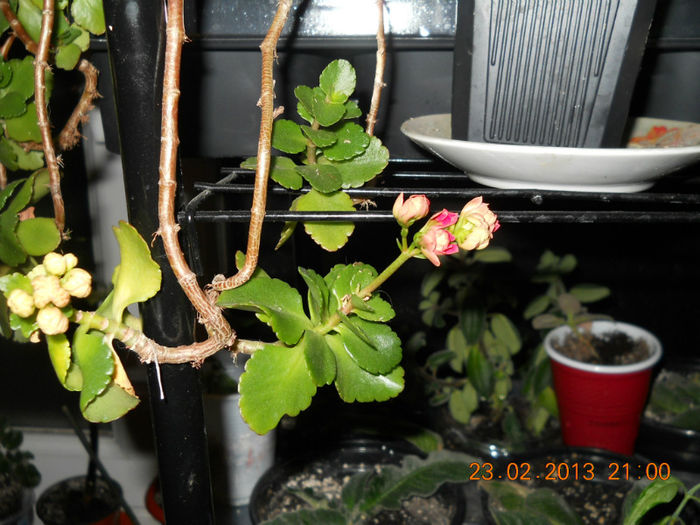026 - FEBRUARIE 2013