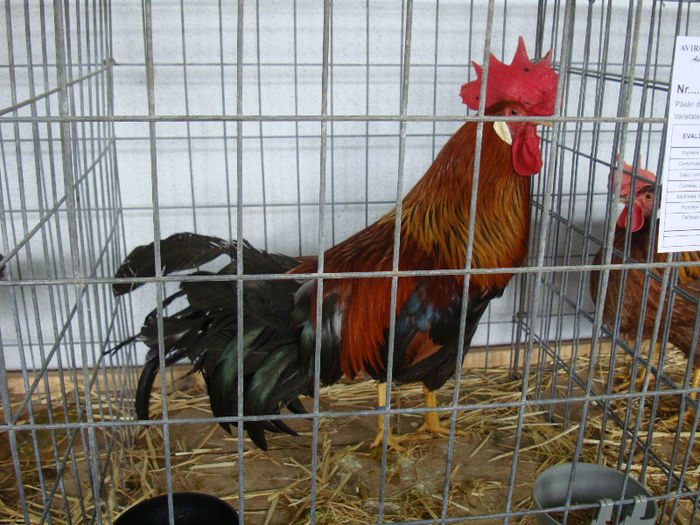 DSC01980