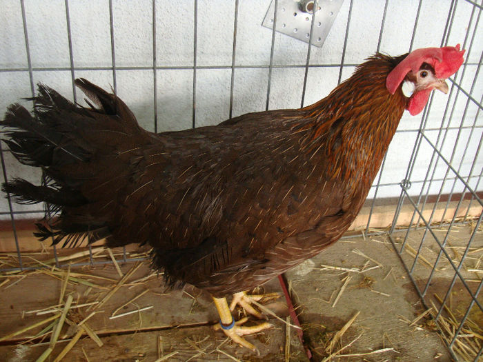 DSC01985
