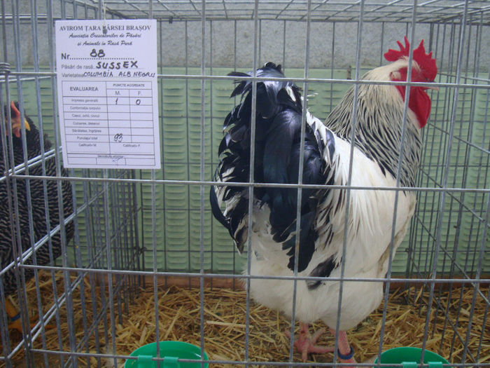 DSC02117