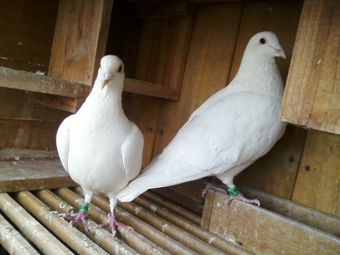 Pereche Reproducere; Pereche M Super Alb cu F Lady(porumbei din 2011,de la crescătorul Burcă Ionuț
