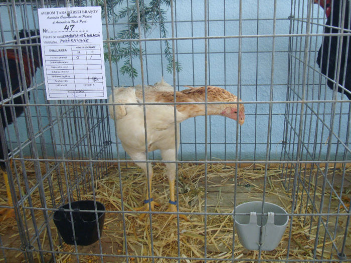 DSC02161