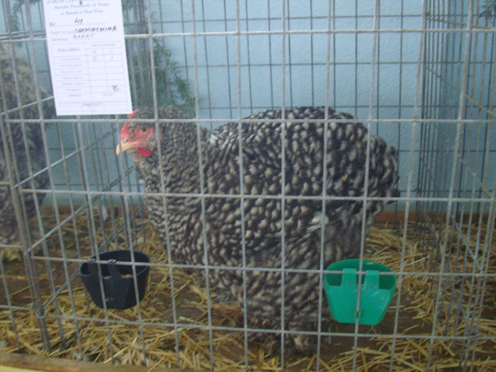 DSC02168