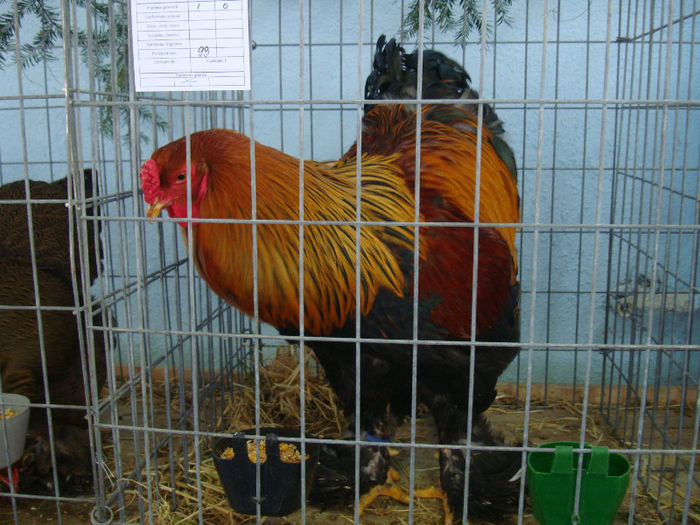 DSC02184 - u EXPOOZITIE SI TARG BRASOV FEB 2013