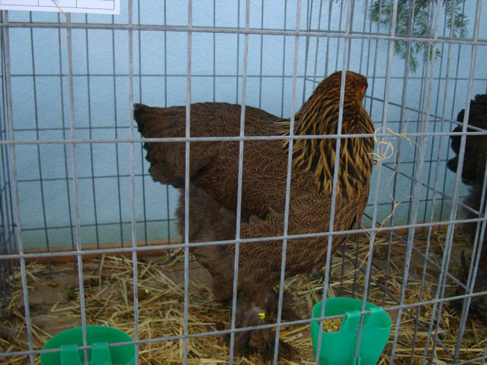 DSC02186 - u EXPOOZITIE SI TARG BRASOV FEB 2013