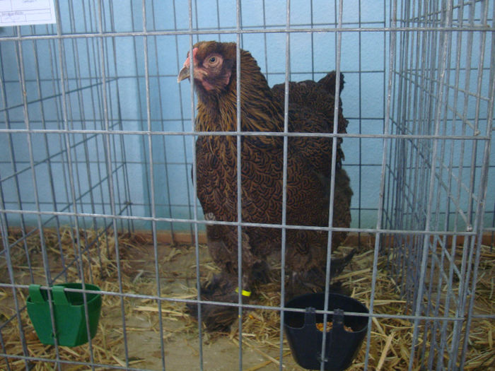 DSC02187 - u EXPOOZITIE SI TARG BRASOV FEB 2013