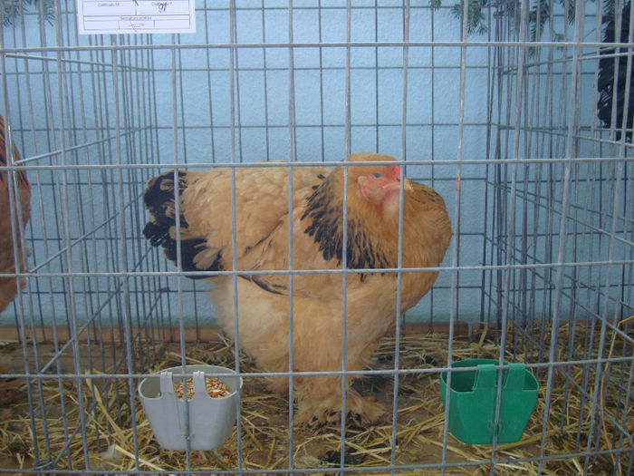 DSC02189 - u EXPOOZITIE SI TARG BRASOV FEB 2013