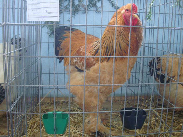 DSC02190 - u EXPOOZITIE SI TARG BRASOV FEB 2013