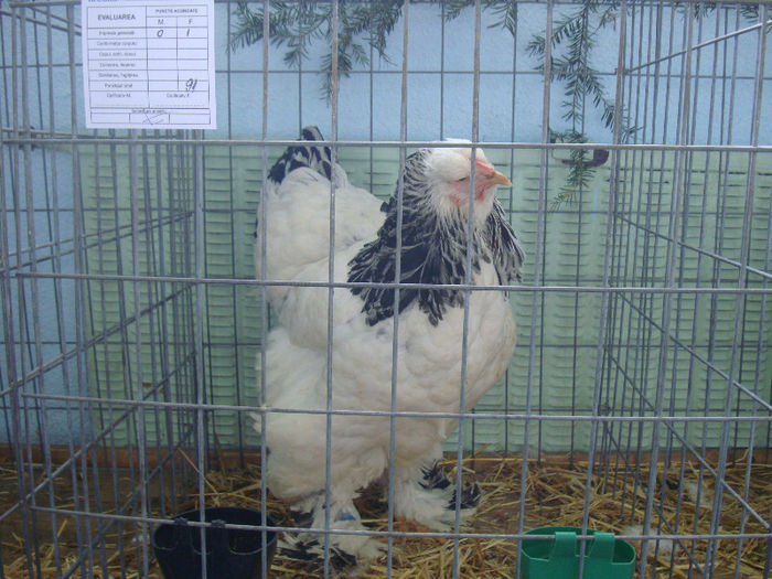 DSC02195 - u EXPOOZITIE SI TARG BRASOV FEB 2013