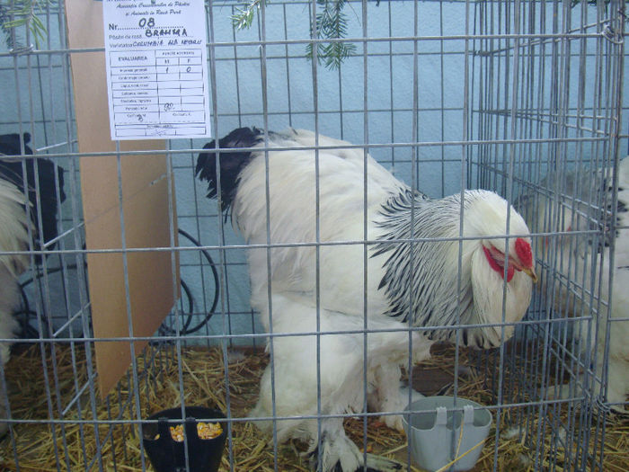 DSC02202 - u EXPOOZITIE SI TARG BRASOV FEB 2013