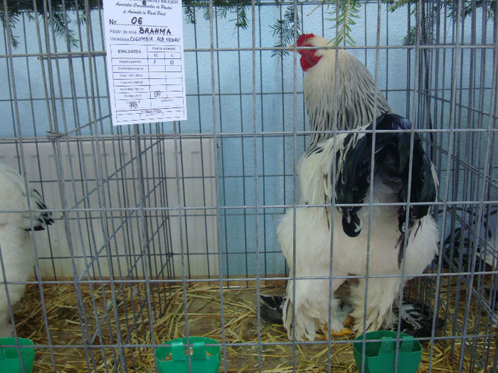 DSC02204 - u EXPOOZITIE SI TARG BRASOV FEB 2013