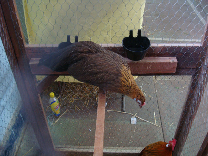 DSC02210 - u EXPOOZITIE SI TARG BRASOV FEB 2013