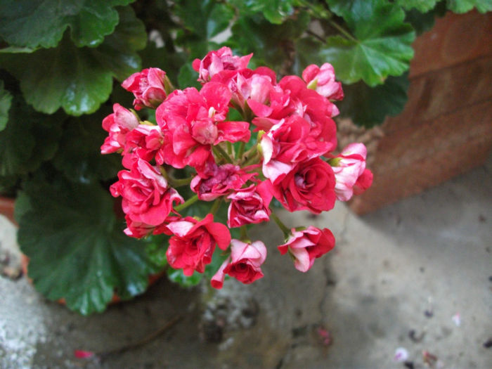 Red Rambler - 2012   flori