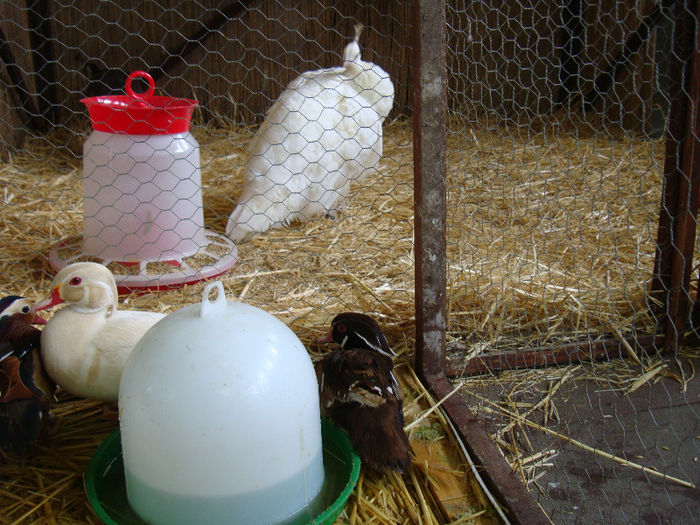 DSC02215 - u EXPOOZITIE SI TARG BRASOV FEB 2013