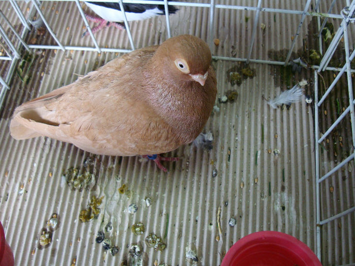 DSC02221 - u EXPOOZITIE SI TARG BRASOV FEB 2013