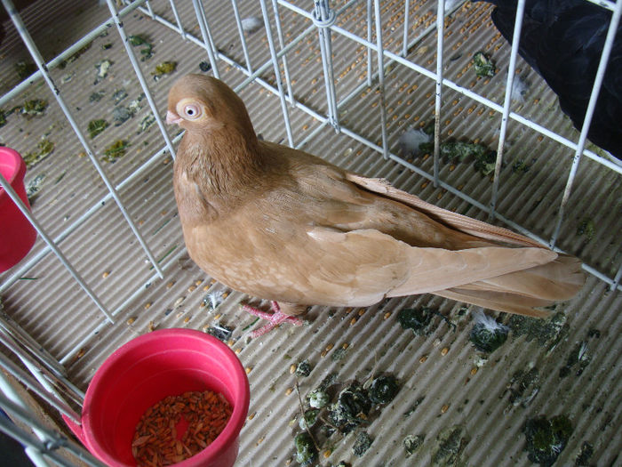 DSC02223 - u EXPOOZITIE SI TARG BRASOV FEB 2013