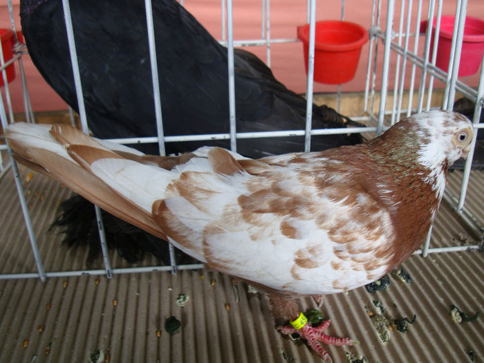 DSC02238 - u EXPOOZITIE SI TARG BRASOV FEB 2013