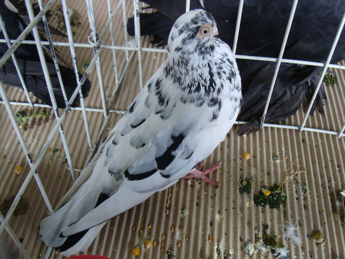 DSC02241 - u EXPOOZITIE SI TARG BRASOV FEB 2013