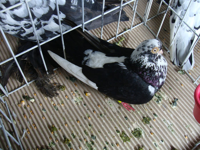 DSC02243 - u EXPOOZITIE SI TARG BRASOV FEB 2013