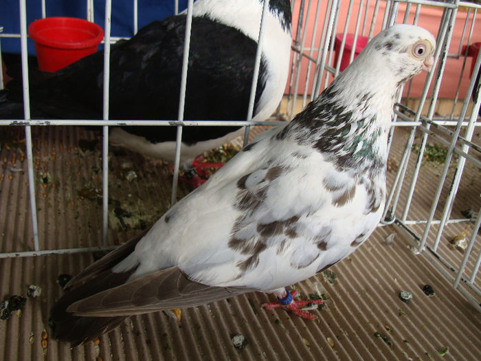 DSC02245 - u EXPOOZITIE SI TARG BRASOV FEB 2013