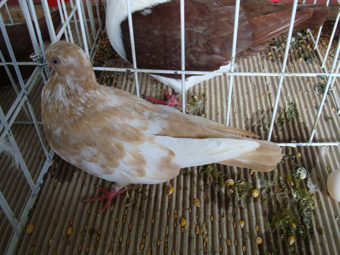 DSC02247 - u EXPOOZITIE SI TARG BRASOV FEB 2013