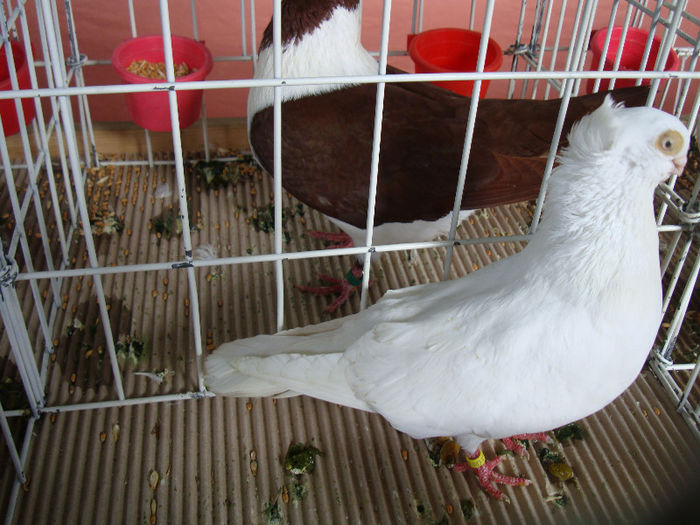 DSC02248 - u EXPOOZITIE SI TARG BRASOV FEB 2013