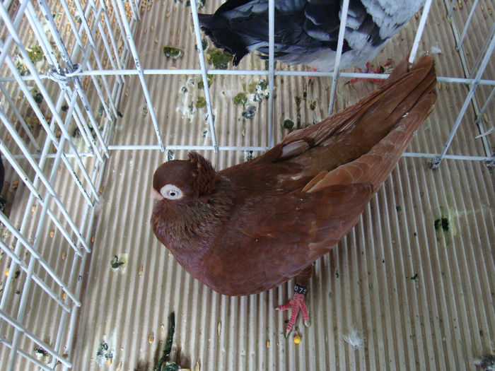 DSC02253 - u EXPOOZITIE SI TARG BRASOV FEB 2013