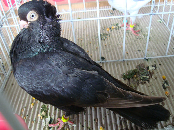 DSC02257 - u EXPOOZITIE SI TARG BRASOV FEB 2013