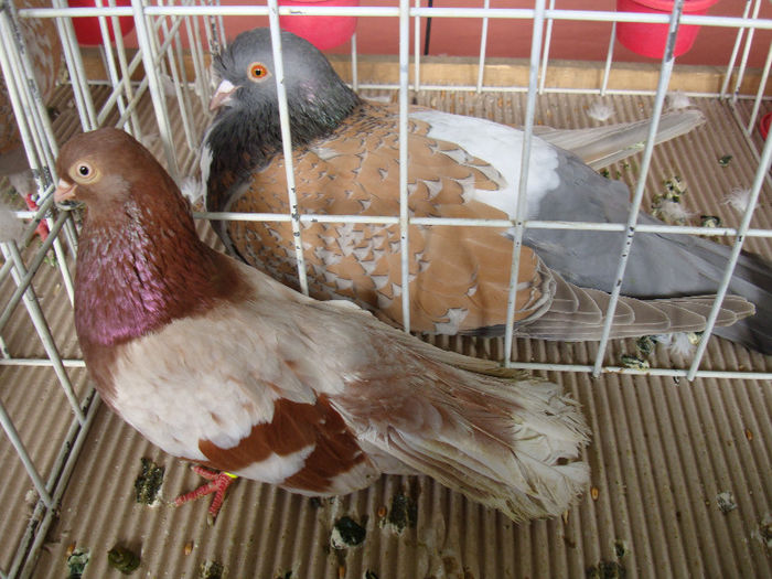 DSC02263 - u EXPOOZITIE SI TARG BRASOV FEB 2013